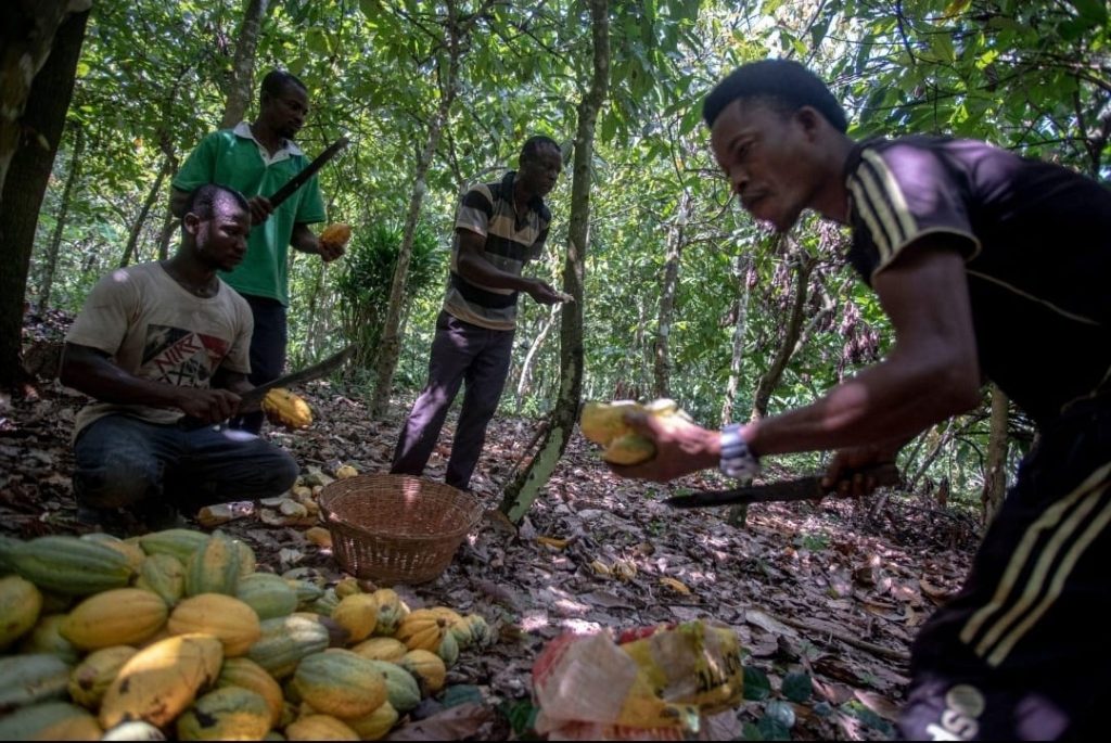 COCOBOD forward sales model explained in Ghana cocoa pricing system