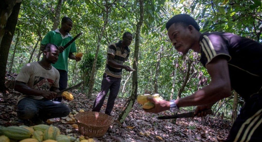 COCOBOD forward sales model explained in Ghana cocoa pricing system