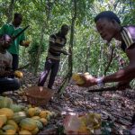 Why COCOBOD Uses Forward Sales (And Why Farmers Question It) COCOBOD forward sales model explained in Ghana cocoa pricing system