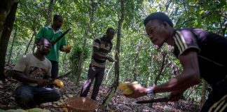 Why COCOBOD Uses Forward Sales (And Why Farmers Question It) COCOBOD forward sales model explained in Ghana cocoa pricing system