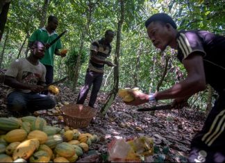 Why COCOBOD Uses Forward Sales (And Why Farmers Question It) COCOBOD forward sales model explained in Ghana cocoa pricing system