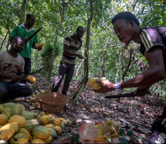 Ghana Cocoa Industry: 9 Critical Truths Behind Africa’s Golden Bean COCOBOD forward sales model explained in Ghana cocoa pricing system