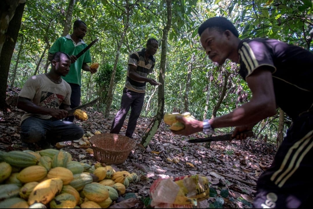 Ghana cocoa price cuts: COCOBOD, farmers and politics